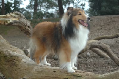 Shalamar shelties hot sale